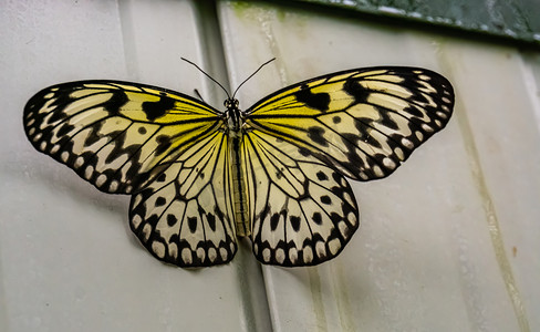 树若虫蝴蝶的美丽特写，来自亚洲的热带昆虫