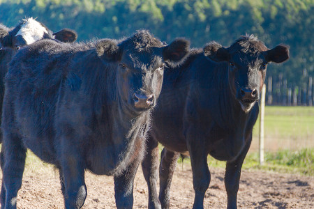 阿根廷乡村吃草的黑牛肖像