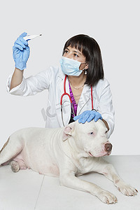 女兽医在灰色背景下检查狗的体温