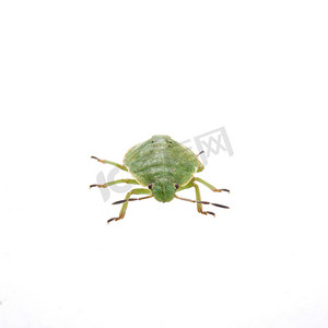 绿色盾牌摄影照片_白色背景上的绿色盾牌虫