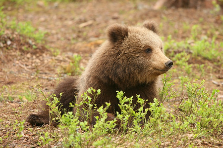 坐在灌木后的逗人喜爱的矮小的小熊