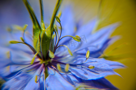 花坛中蓝色花朵深浅不一的黑种草大马士革开花植物