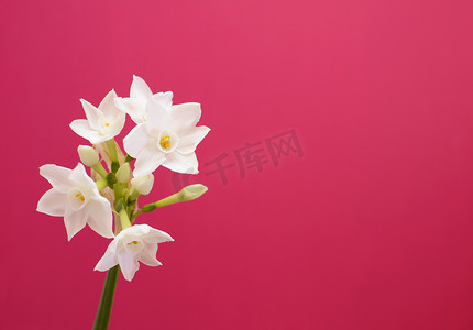 粉红色背景下水仙的单茎