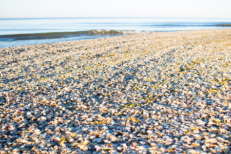 沿海地区摄影照片_在日出沿海沙滩海景的海壳