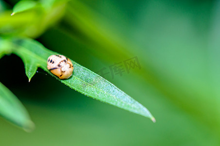 观察昆虫摄影照片_睡在一片绿叶上的特写小昆虫