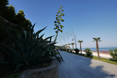 鲜花长廊摄影照片_美丽的绿色装饰种植园和高大的棕榈树沿着海边生长