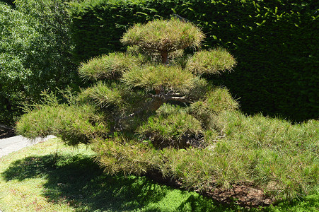 日本花园中生长着绿色弯曲的盆景树。