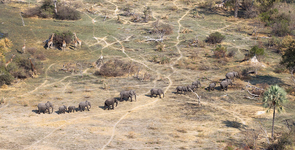奥卡万戈三角洲（博茨瓦纳）的大象和长颈鹿