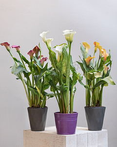 花卉植物摄影照片_五颜六色的阿鲁姆百合花卉植物