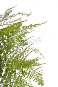 蕨类芦笋园林植物