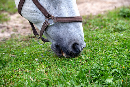 情绪免费摄影照片_白利皮赞马在马厩里放牧，特写