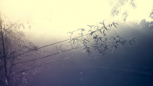 雾中蜘蛛网上的竹子和水滴