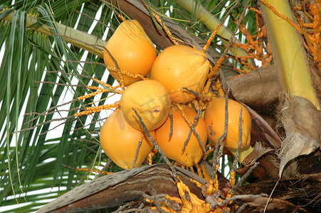 成熟的椰树