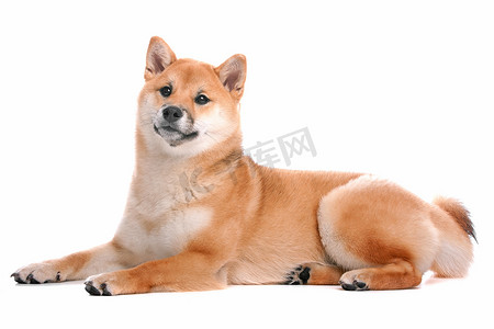 在白色背景前的 Shiba Inu 狗