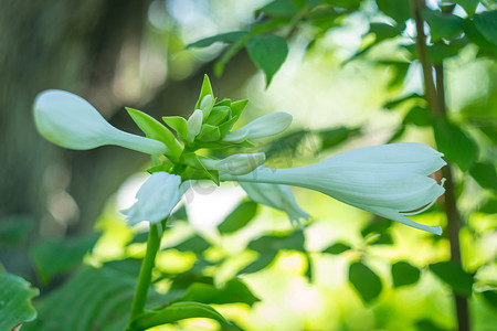 花夏南田