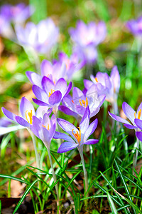 春天的紫色番红花花