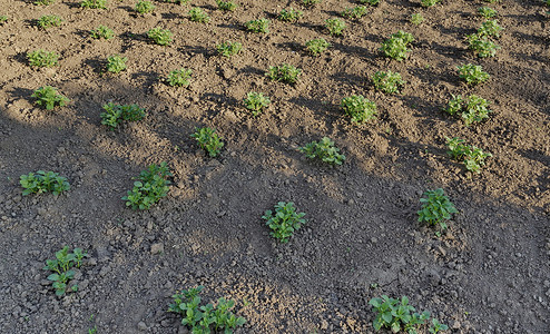 马铃薯种植摄影照片_菜园里新鲜的绿色马铃薯植物