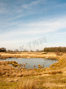 美丽的春夏金色湖景田野场景自然保护区天空景观