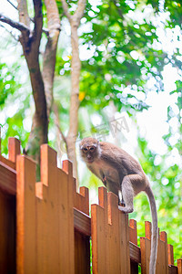 亚洲木栅栏上长尾巴的猴子
