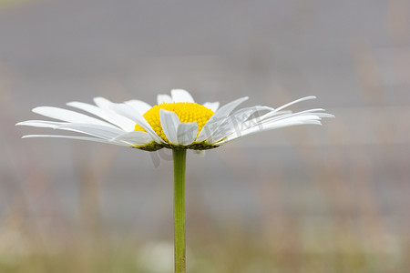 牛眼菊花特写