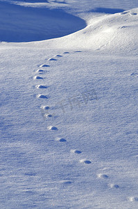 美丽的冬景，蓝雪上有动物的踪迹