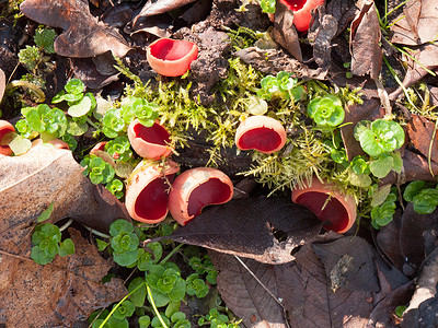 森林精灵摄影照片_在森林苔藓潮湿的地板上种植大红色猩红色精灵杯