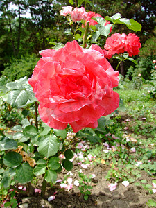 红德维尔玫瑰