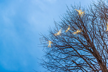 真实圣诞树摄影照片_外面用灯装饰的真正的圣诞树