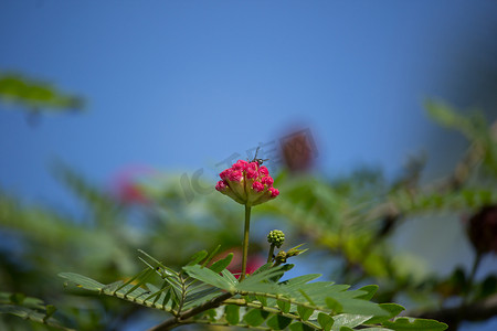 粉色花粉扑或头粉扑