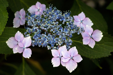 植物花边摄影照片_蓝色花边绣球花刚刚开始开花