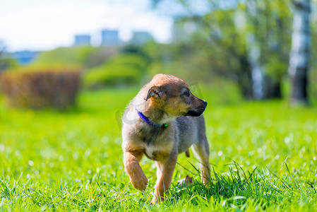 绿草背景上一只受保护的小狗的肖像