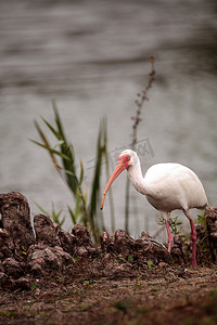 白翼摄影照片_美国白宜必思 Eudocimus albus 觅食