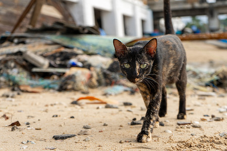渔村沙滩上的流浪猫