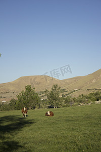 牛在牧场吃草