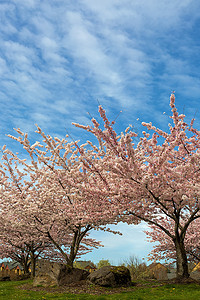 粉色的樱花树摄影照片_郊区住宅区的樱花树
