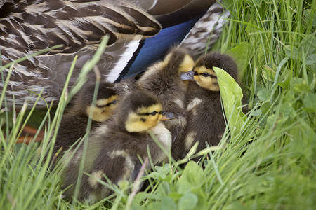 鸭妈妈和宝宝