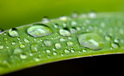 树叶露水摄影照片_雨滴落在树叶上