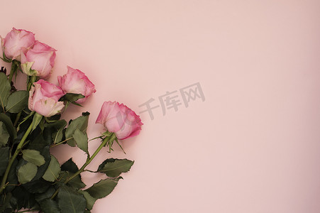 令人惊叹的粉红色玫瑰花束在强烈的粉红色背景上。