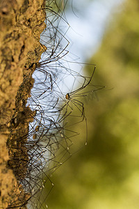 一堆 Opiliones 蜘蛛