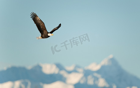 飞翔gif摄影照片_白雪皑皑的群山上飞翔的雄鹰。