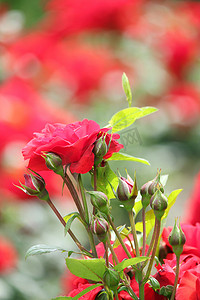 花园里有红玫瑰的春天场景