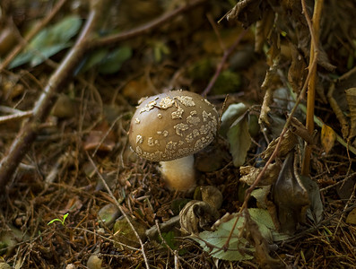 Toadstool Amanita Rubescens 腮红