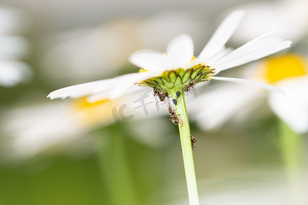 蚂蚁以雏菊上蚜虫的蜜露为食