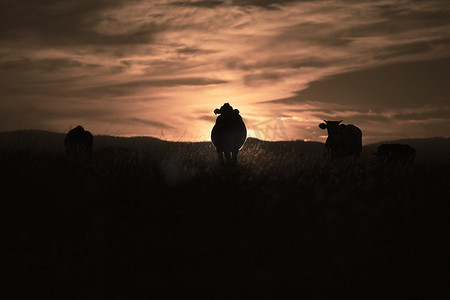 一头牛的日落剪影