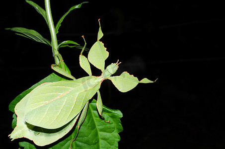 昆虫叶子摄影照片_叶虫正在吃叶子。