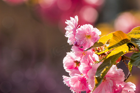 樱花树枝的粉红色花朵