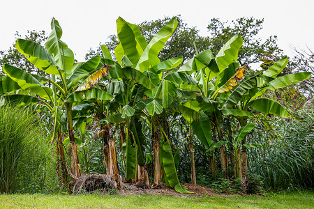 香蕉种植树在森林里