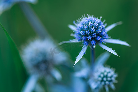 刺桐花摄影照片_蓝刺桐花