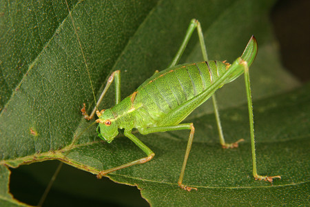 斑点灌木蟋蟀 (Leptophyes punctatissima)