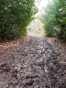 泥泞的小路摄影照片_穿过森林树篱的泥泞小路 前方有灯光 无人行走